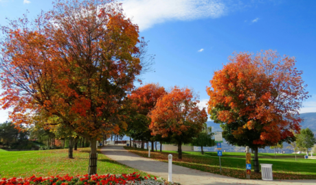 A scenic park pathway lined with trees showcasing vibrant autumn foliage in shades of red and orange, with clear blue skies above and a neatly maintained flowerbed in the foreground.