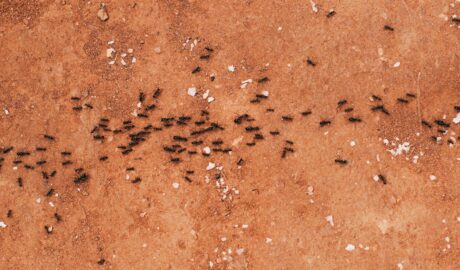 A large group of black ants creating a trail on a reddish dirt surface, indicating pest infestations. Small white debris is scattered around the dirt, highlighting the presence of the ant colony.