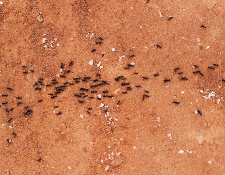 A large group of black ants creating a trail on a reddish dirt surface, indicating pest infestations. Small white debris is scattered around the dirt, highlighting the presence of the ant colony.